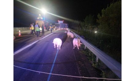 Drôme : la remorque d’un camion se renverse, des cochons en liberté sur l’A7